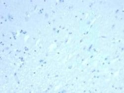 ERG Mouse anti-Human, Clone: rERG/6843, Novus Biologicals 100 &mu;g; Unconjugated:Antibodies,